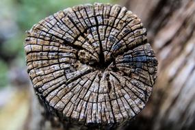 Growth-Ring Rotten Wood Nature
