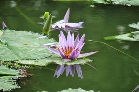 Lotus Nature Flower
