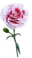 Carnation Stem Flower
