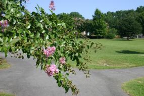 Flower Path Crepe Myrtle