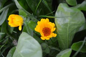 Flowers Color Orange Blossomed