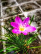 Stormy Blue Flower Natural Pink