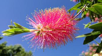 Callistemon Bottlebrush Flower