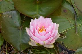 Pink Waterlily Flower closeup photo