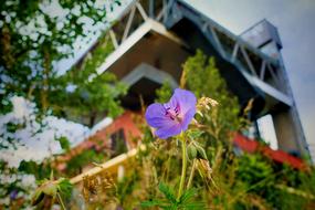 Nature Flower Summer