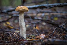White Mushroom Autumn