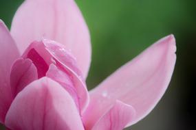Magnolia Pink Spring