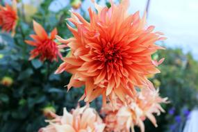 Orange Flower Yellow