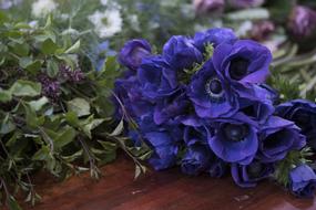 Flowers Plants Nature