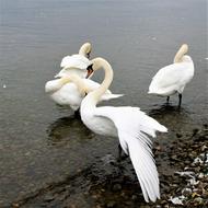 Herd Lake Swan