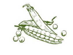green pea pattern