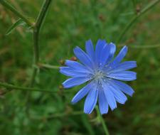Chicory Nature Flower