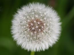Taraxacum Flower Plant