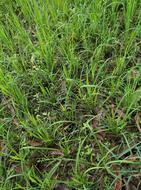 Green Paddy Field Farm Land