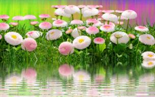 Meadow Flowers Summer