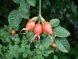 Rose Hip Leaf