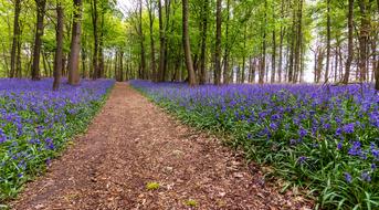 Nature Flower Landscape