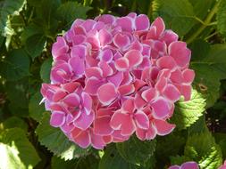 Hydrangea Pink White
