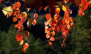 Vine Wine Partner Leaves