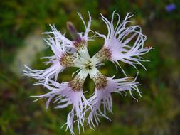 Fransig Tender Violet