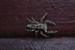 Invertebrates Bug Nature