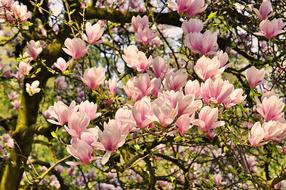 Spring Nature Magnolia