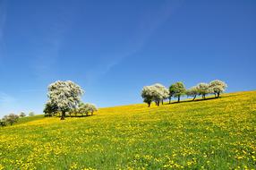 Nature Landscape Spring