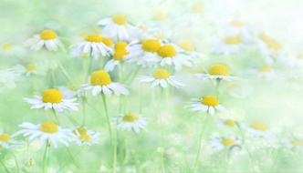 Nature Chamomile
