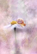 Daisy Flower Blossom