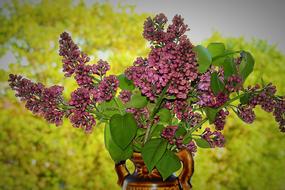 Lilac Flower Plant