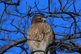 Nature Tree Wildlife