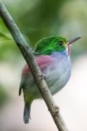 colored little bird near a branch