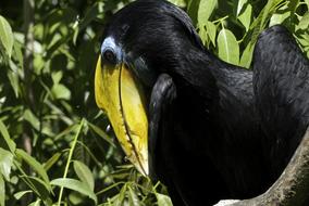 Birds Colored Feathers