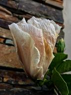 Hibiscus Pink Petals Flower