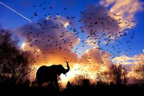 Elephant Birds Morning