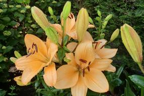 Nature Plant Lily