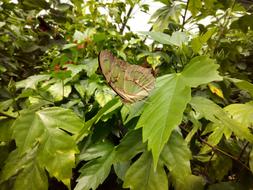 Butterfly Garden