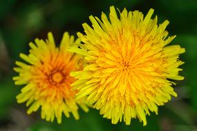 Nature Flower Dandelion