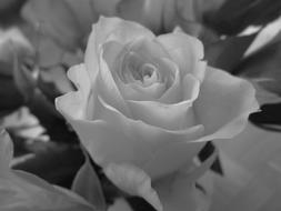 Rose Black And White Flower