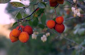 Fruits Wild Berries