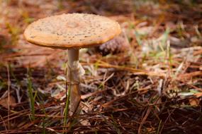 Nature Fungus Mushroom
