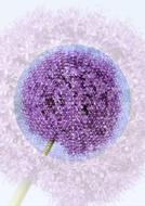 Desktop Abstract Violet