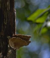 Tree Wood Fungus