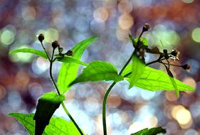 Colorful Plants Colors Of Nature