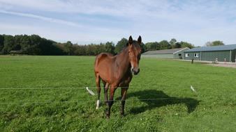 Horse Nationwide Elim