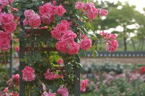 Rose Flowers Garden