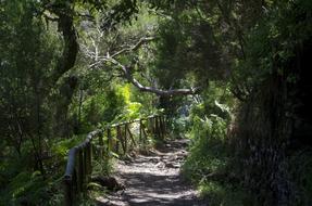 Madera Lewady Vegetation
