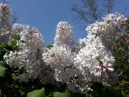 Lilac Flower Tree