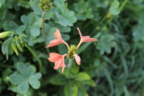 Fullerton Arboretum Plants Nature