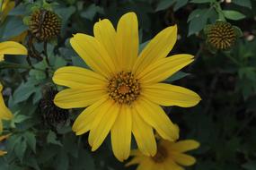 Yellow Flower Floral